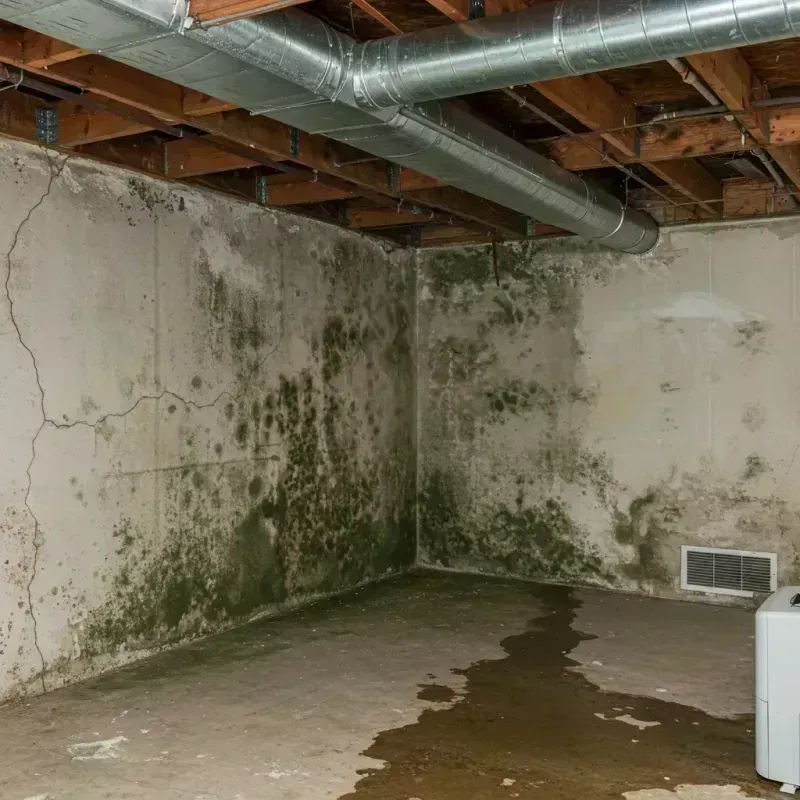 Professional Mold Removal in Northlake, SC